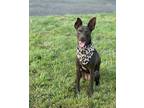 Adopt Java Hershey a Brown/Chocolate Labrador Retriever / Mixed dog in
