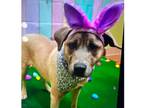 Adopt DAISY a Pit Bull Terrier / Siberian Husky dog in Pomona, CA (41179298)