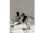 Adopt Aero a White - with Black Blue Heeler / Mixed Breed (Medium) dog in