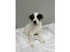 Adopt Judd a White - with Black Blue Heeler / Mixed Breed (Medium) dog in