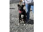 Adopt Chico a Black - with White American Staffordshire Terrier / Labrador