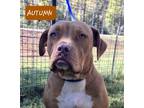 Adopt AUTUMN a Red/Golden/Orange/Chestnut Pit Bull Terrier dog in Ola