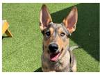 Adopt Annika-ARod a Black - with Tan, Yellow or Fawn German Shepherd Dog /