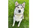 Adopt Newland a Black Husky / Alaskan Malamute / Mixed (short coat) dog in