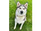 Adopt Newland a Black Husky / Alaskan Malamute / Mixed dog in Yakima