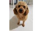 Adopt DIDI - Local - sf a Tan/Yellow/Fawn Poodle (Standard) / Mixed dog in