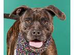 Adopt REMI (Calif) KY a Brindle Pit Bull Terrier dog in Langley, BC (40836682)