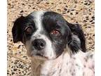Adopt Luna (Mid-East) ST a White - with Black Cavalier King Charles Spaniel /