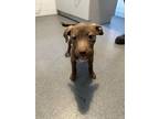 Adopt Odessa a Pit Bull Terrier / Mixed dog in Poughkeepsie, NY (41143789)