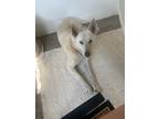 Adopt Jett a White - with Tan, Yellow or Fawn German Shepherd Dog / Mixed dog in