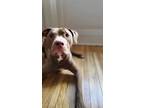 Adopt Nova a Brown/Chocolate - with White Pit Bull Terrier / Mixed dog in