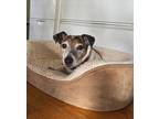 Adopt Chico a Tricolor (Tan/Brown & Black & White) Jack Russell Terrier / Mixed