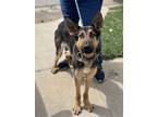 Adopt Berlin a Black - with Tan, Yellow or Fawn German Shepherd Dog / Mixed dog