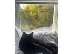 Adopt Cooper a Black (Mostly) Domestic Shorthair / Mixed (short coat) cat in