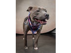 Adopt Annabeth Chase a Gray/Blue/Silver/Salt & Pepper American Pit Bull Terrier