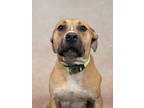 Adopt MissyMiss a Brown/Chocolate American Pit Bull Terrier / Mixed Breed