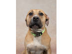 Adopt MissyMiss a Brown/Chocolate American Pit Bull Terrier / Mixed dog in