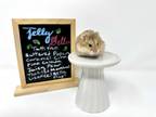 Adopt Belly Flop a Blonde Hamster small animal in Camarillo, CA (41178610)