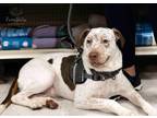 Adopt Dexter a White - with Red, Golden, Orange or Chestnut Pointer / Mixed dog