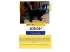 Adopt Jonah a Black (Mostly) Domestic Shorthair (short coat) cat in Kalamazoo