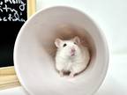 Adopt Kirsten a Albino or Red-Eyed White Hamster small animal in Camarillo