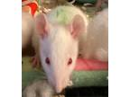 Adopt Itty Bitty a White Rat / Rat / Mixed small animal in Henrico