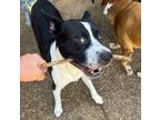 Adopt Hudson a Black - with White Staffordshire Bull Terrier / Mixed dog in