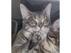 Adopt Jovial a Gray, Blue or Silver Tabby Domestic Shorthair cat in Springfield