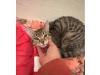 Adopt Enojada a Gray, Blue or Silver Tabby Domestic Shorthair cat in