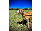 Adopt DIEGO a Brown/Chocolate Catahoula Leopard Dog / Mixed Breed (Medium) /