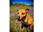 Adopt DUDE a Brown/Chocolate Black Mouth Cur / Mixed Breed (Medium) / Mixed