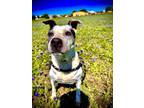 Adopt TESSA (was Peppa) a Black American Pit Bull Terrier / Mixed Breed (Medium)