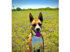 Adopt TIGER a Tan/Yellow/Fawn Boxer / Mixed Breed (Medium) / Mixed (short coat)