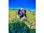 Adopt REIGN a Black Australian Cattle Dog / Pointer / Mixed (short coat) dog in