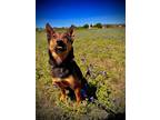 Adopt BEAR a Black Australian Cattle Dog / Mixed dog in Converse, TX (28395506)
