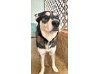 Adopt Moses a Black Husky / Mixed dog in Converse, TX (41093038)