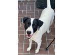 Adopt Daisy a White - with Black Spaniel (Unknown Type) / Mixed dog in