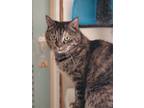 Adopt Missy a Tortoiseshell Domestic Shorthair / Mixed (short coat) cat in