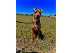 Adopt PETEY a Brown/Chocolate Staffordshire Bull Terrier / Mixed Breed (Medium)