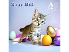 Adopt Sour Bill a All Black Domestic Shorthair / Domestic Shorthair / Mixed cat