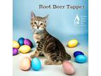 Adopt Root Beer Tapper a Brown Tabby Domestic Shorthair / Mixed Breed (Medium) /