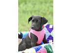 Adopt Pebbles a Black Terrier (Unknown Type, Small) / Mixed dog in Medfield