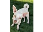Adopt Coco a White Chiweenie / Fox Terrier (Wirehaired) / Mixed dog in Los