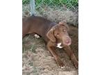 Adopt Tucker a Brown/Chocolate Labrador Retriever / Mixed dog in Eastman