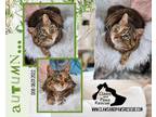 Adopt Autumn a Tiger Striped Domestic Shorthair (short coat) cat in West Branch