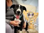 Adopt MJ Vazquez a Black Labrador Retriever dog in Provo, UT (40809000)