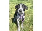 Adopt Blinka a Black - with White English Shepherd / Mixed dog in West Chicago