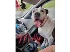 Adopt Molly (Pit Bull/Staffie) a White - with Brown or Chocolate Pit Bull
