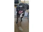 Adopt DUDE a Labrador Retriever / Mixed dog in Marianna, FL (41177794)