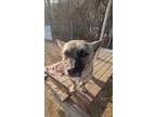 Adopt Anna a Brindle Jindo / Mixed dog in Toronto, ON (40945039)